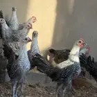 صوص فيومي شبابي دم صافي