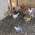 دجاج ابيض للبيع