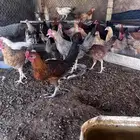 دجاج