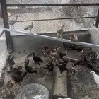 فروخ دجاج باكستاني