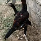 دجاج شامو الماني زوج