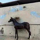 مهر عربي اصيل واهو للبيع