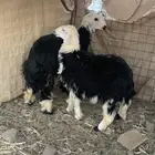 طليان للبيع