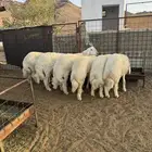 طليان جبر كبير مع ذبح وتوصيل