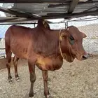 تم البيع