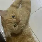 قط ذكر تبني