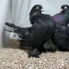 رستوف اسود لمه