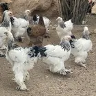 دجاج براهما كولمبي   بو