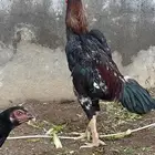ديك شامو ياباني ودجاجه