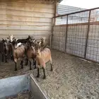 قزميات