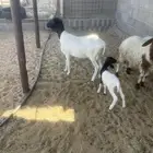 بربريه معها خروف
