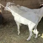 تيس عمره 8 شهور مشروك