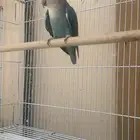 انثى روز منتجه طيور روز