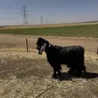 تيس فحل عارضي