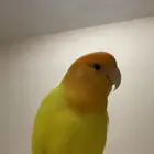 طائر روز مفقود