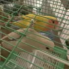 طير روز اليف