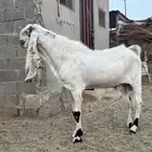 تيس مطور فحل منتج