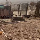 بيض بلدي طازج يومي