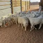 ذبايح حري ذبائح حري الطايف