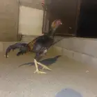 للبيع ذكر شامو مهجن