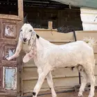 تيس اجم مطور جرم و ارتفاع عمر 5 شهور فقط