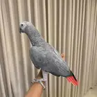 ببغاء كاسكو اليف ومتكلم