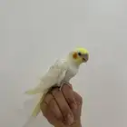 فرخ كروان اليف و هدد ( تم البيع )