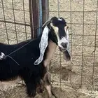 للبيع عنز تامه معها جفره