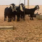 ماعز