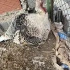 دجاجة رومية معها 5 فروخ وباقي 7 بيضات للحين مافقست