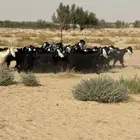 معزا عوارض
