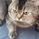قط سكوتش