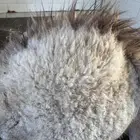 حوار لباني مسحوب من أمه ع الحليب والحم مشروط وتحدي