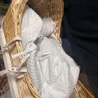 سرير موسى نظيف
