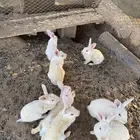 أرانب فرنسية