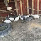 دجاج حبشي