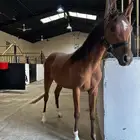 مهره عربيه ورق