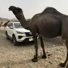 جمل فحل