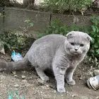 للبيع قطط سكوتش فولد بيور