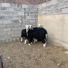 طليان نجد فواخر