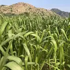 علف بونيكام الحزمة بريال ونص فقط