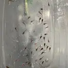اسماك مولي رخيصه