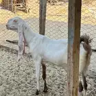عنز هولندية رغوث السن رباع
