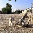 عنز مشروكه والد