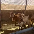تيوس للبيع