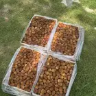 مفتل جالكسي