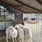 طليان ناهيه فل الفل