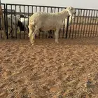 فحل حري صنف