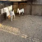 تيس وجفرة هولنديات للبيع