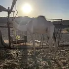 قعود حر
